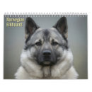Search for norwegian elkhound Elkhounds