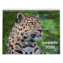 Search for leopard calendars Cats