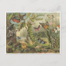 Search for insect postcards Caterpillars
