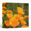 Search for orange binders Bright