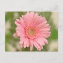 Search for love postcards Flowers