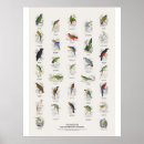 Search for parrot posters Wildlife