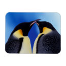 Search for antarctica magnets Emperor penguin