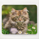 Search for maine coon cat mousepads Kitten