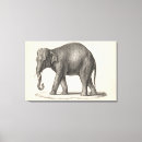 Search for elephant canvas prints Sketch