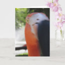 Search for flamingo cards Friendship