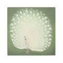 Search for white peacock art Animal