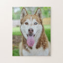 Search for alaskan malamute gifts Puppies