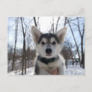 Search for white siberian husky Animal