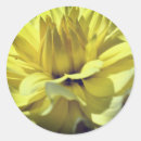 Search for yellow dandelion stickers Nature