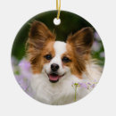 Search for papillon dog Papillons