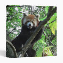 Search for panda folders Red