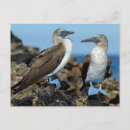 Search for galapagos islands postcards Superstock