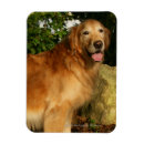 Search for golden retriever magnets Panting