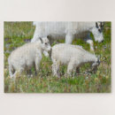 Search for baby goat toy games Nature