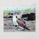 Search for blue footed booby Boobies