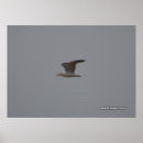 Search for seagull posters Coast