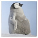 Search for penguin tiles Cute animals