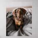 Search for dapple dachshund gifts Cute baby animal
