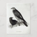Search for galapagos islands postcards Bird