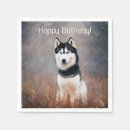 Search for white siberian husky Canine