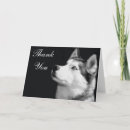 Search for white siberian husky Puppy