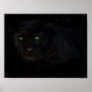 Search for black panther animal posters Wild