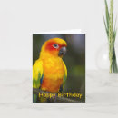 Search for sun conure Animal