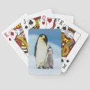 Search for penguins playing cards Emperor penguin