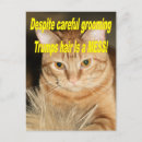 Search for weird postcards Silly