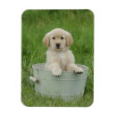 Search for golden retriever magnets cute