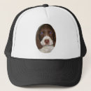 Search for springer spaniels hats Puppy