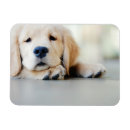Search for golden retriever magnets Baby