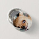 Search for chihuahua buttons Pets