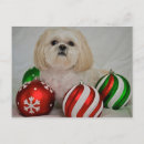 Search for shih tzu christmas cards No people