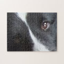 Search for sheltie puzzles Shetland sheepdog