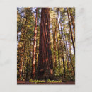 Search for giant postcards Trees