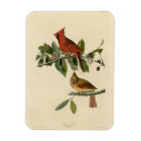 Search for cardinal gifts Cardinalis cardinalis
