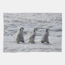 Search for penguin kitchen towels Antarctica