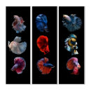 Search for betta fish art Colorful
