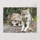 Search for wolf postcards Woodland