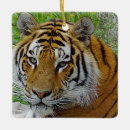 Search for tiger gifts Safari