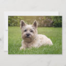 Search for schnauzer thank you cards Puppy