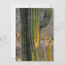 Search for cactus thank you cards Mexico