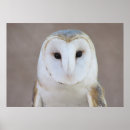 Search for barn owl posters Raptor
