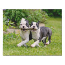 Search for funny dog canvas prints Playing