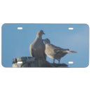 Search for mourning dove Gray