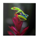 Search for frog tiles Central america