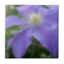 Search for lavender tiles Flower