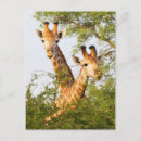 Search for giraffe postcards Animals